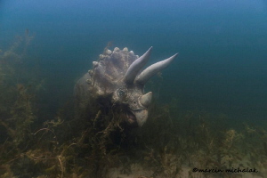 Jurassic Park exists Under The Water !!!
Plotki Lake by Marcin Michalak 